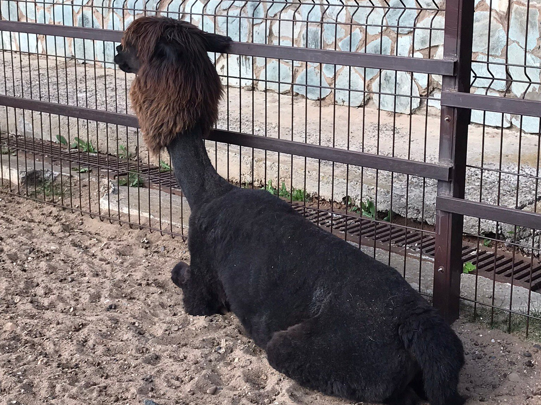 Gosudarstvennyy Zoologicheskiy Park Udmurtii-伊热夫斯克必去景点