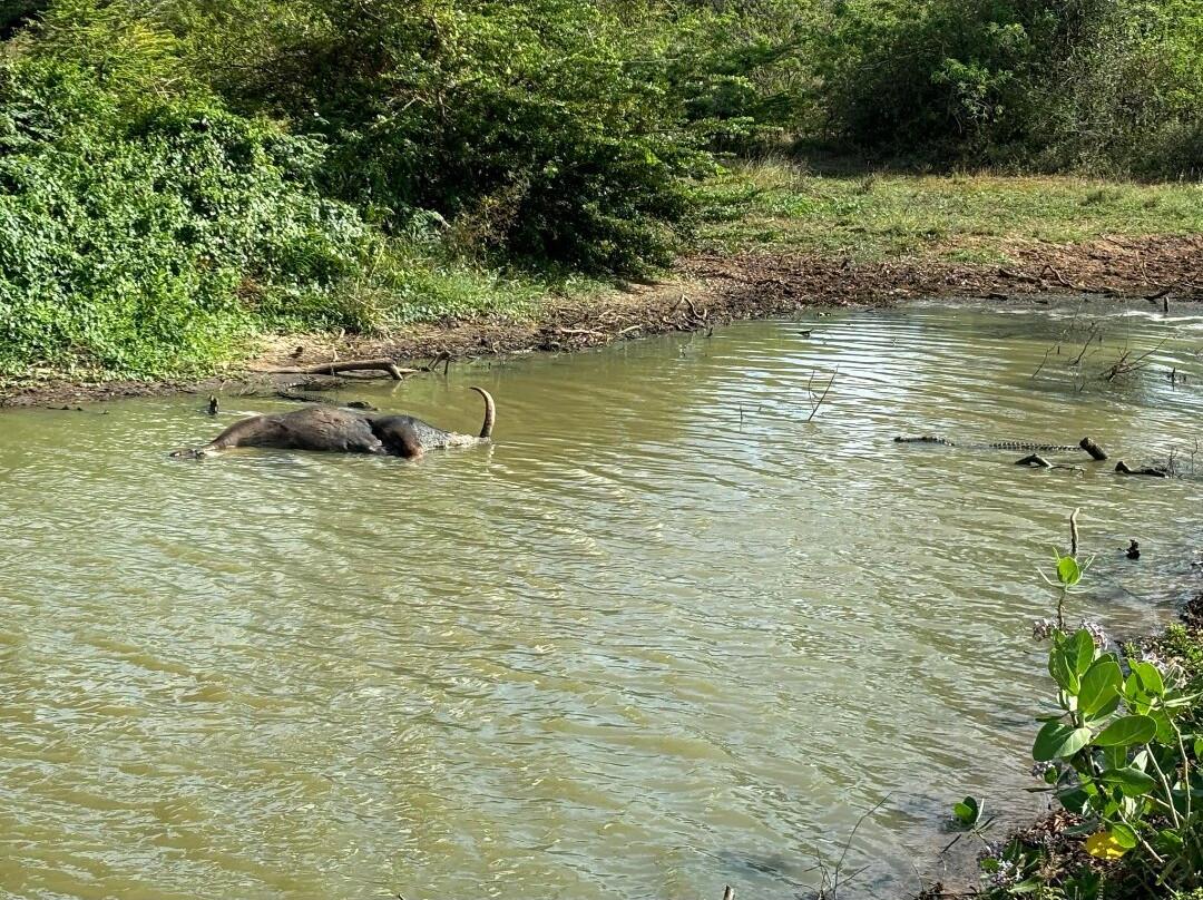 Tree Tops Yala主图