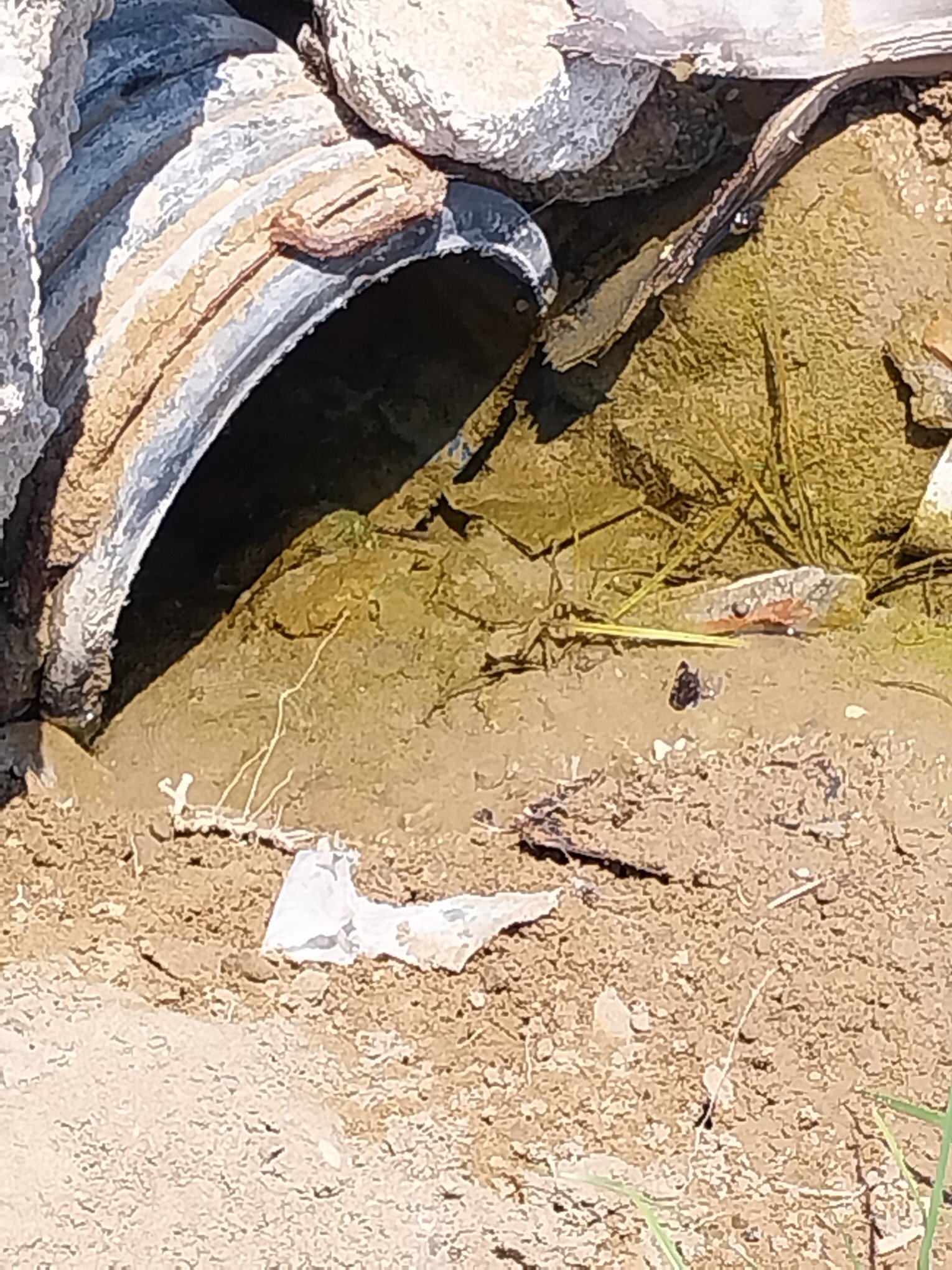 Bella Resort & Spa-泳池