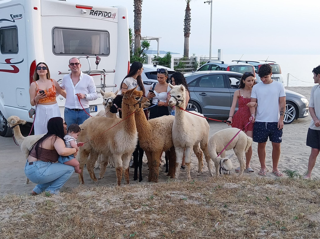 Calabrian Alpacas景点图片