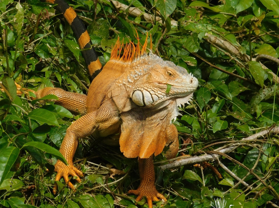 Paraíso Tropical Cano Negro景点图片
