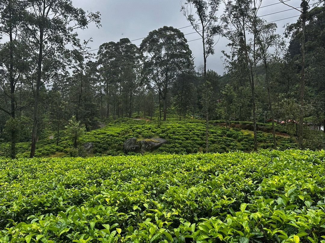 Blue Field Tea Factory-拉马伯达必去景点