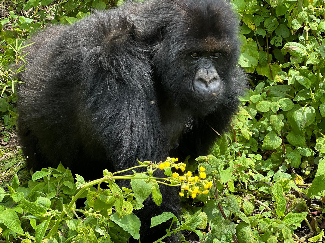 EcoTours Rwanda-吉佳利必去景点