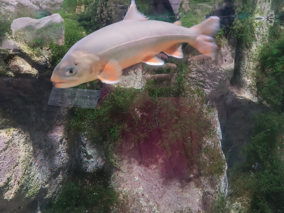 Acquario di Ariis景点图片