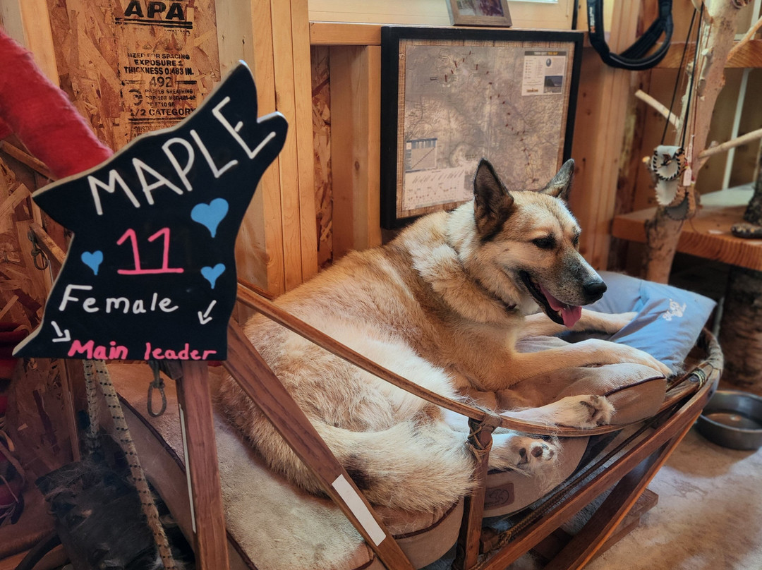 MIDOG - Michigan's Summer Sled Dog Center景点图片