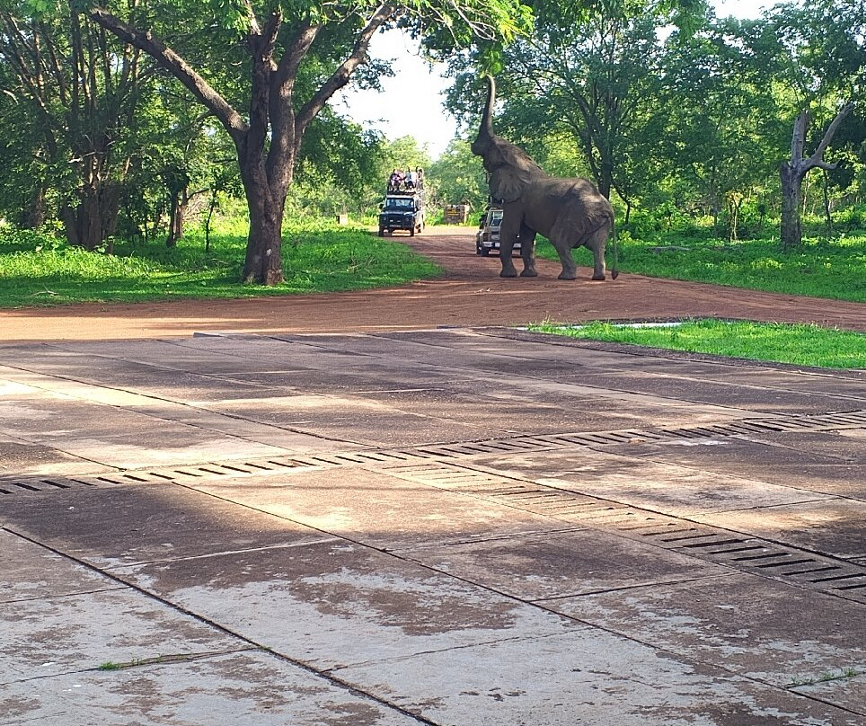 Mole National Park-Larabanga必去景点