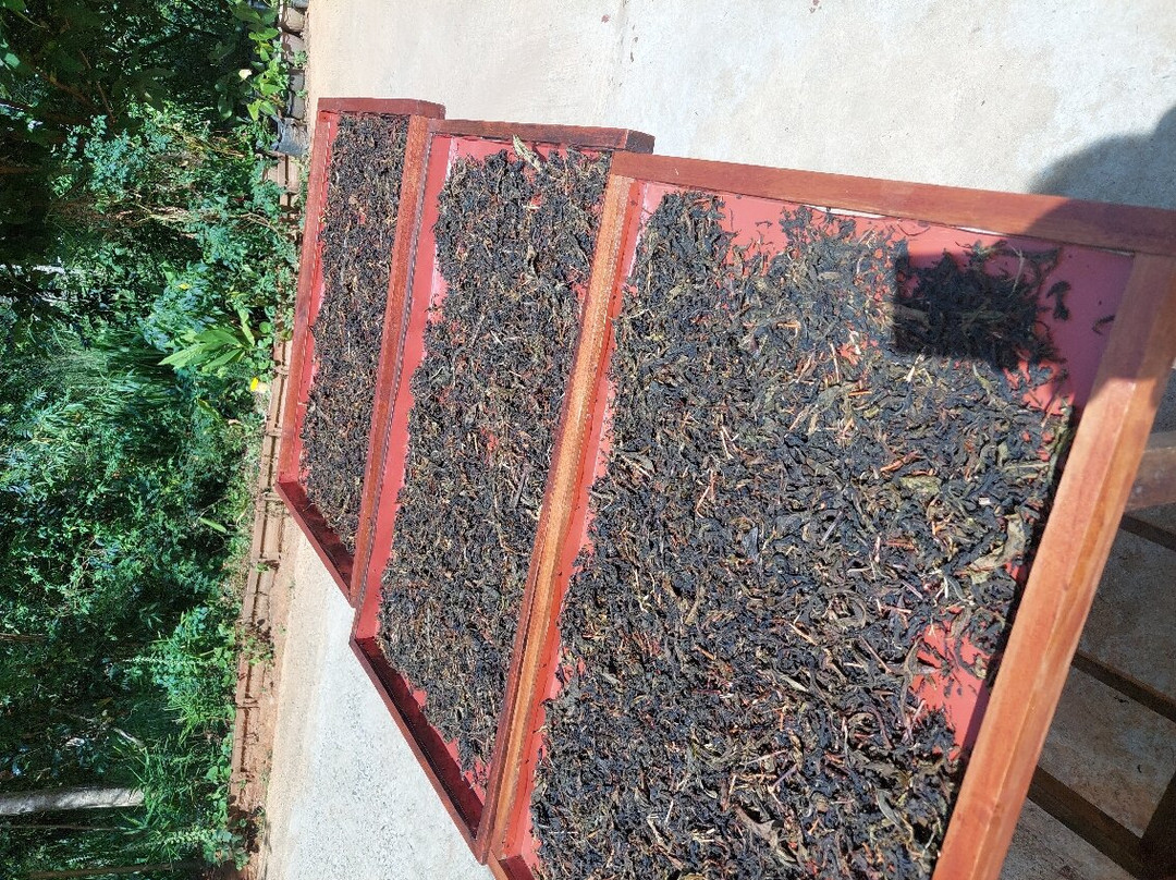 Ella Organic Tea Garden景点图片