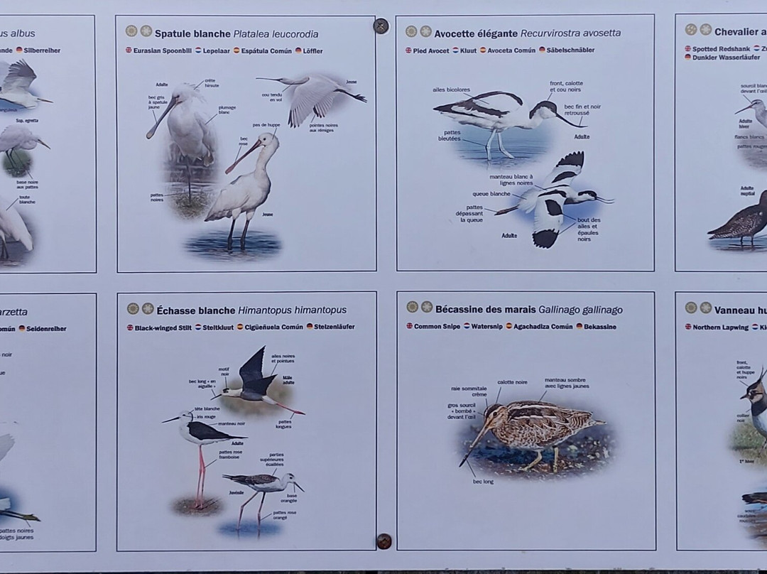 Réserve Ornithologique Du Teich景点图片
