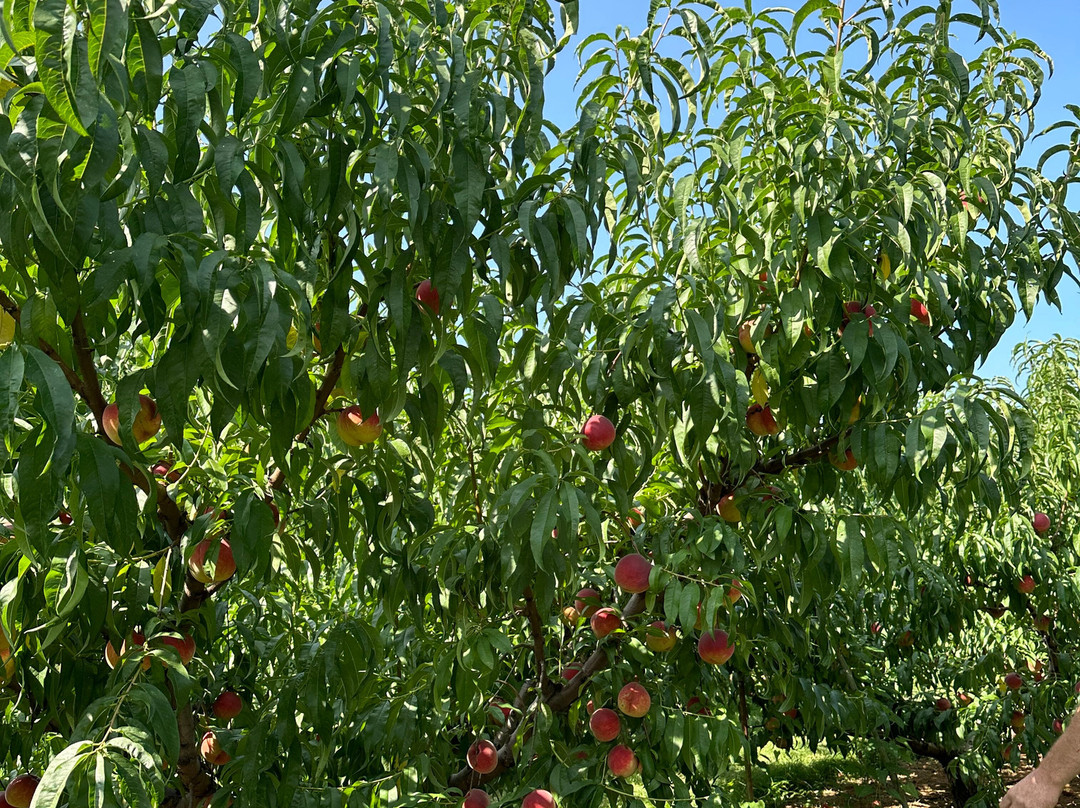 Chiles Peach Orchard-Crozet必去景点