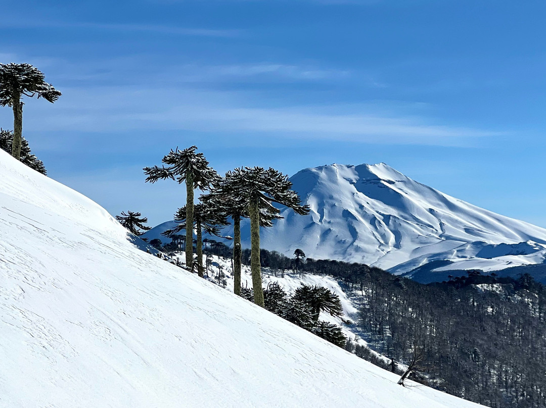 APEX Backcountry Guides-Malalcahuello必去景点