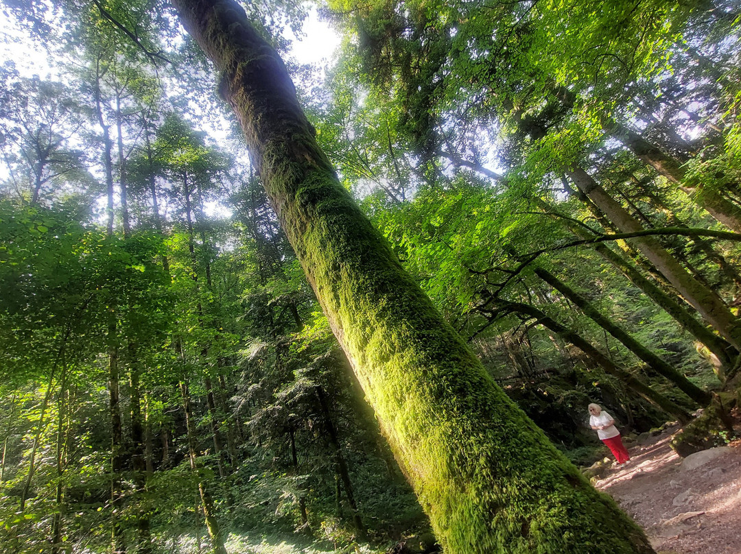 Hotel & Gasthaus Löwen主图