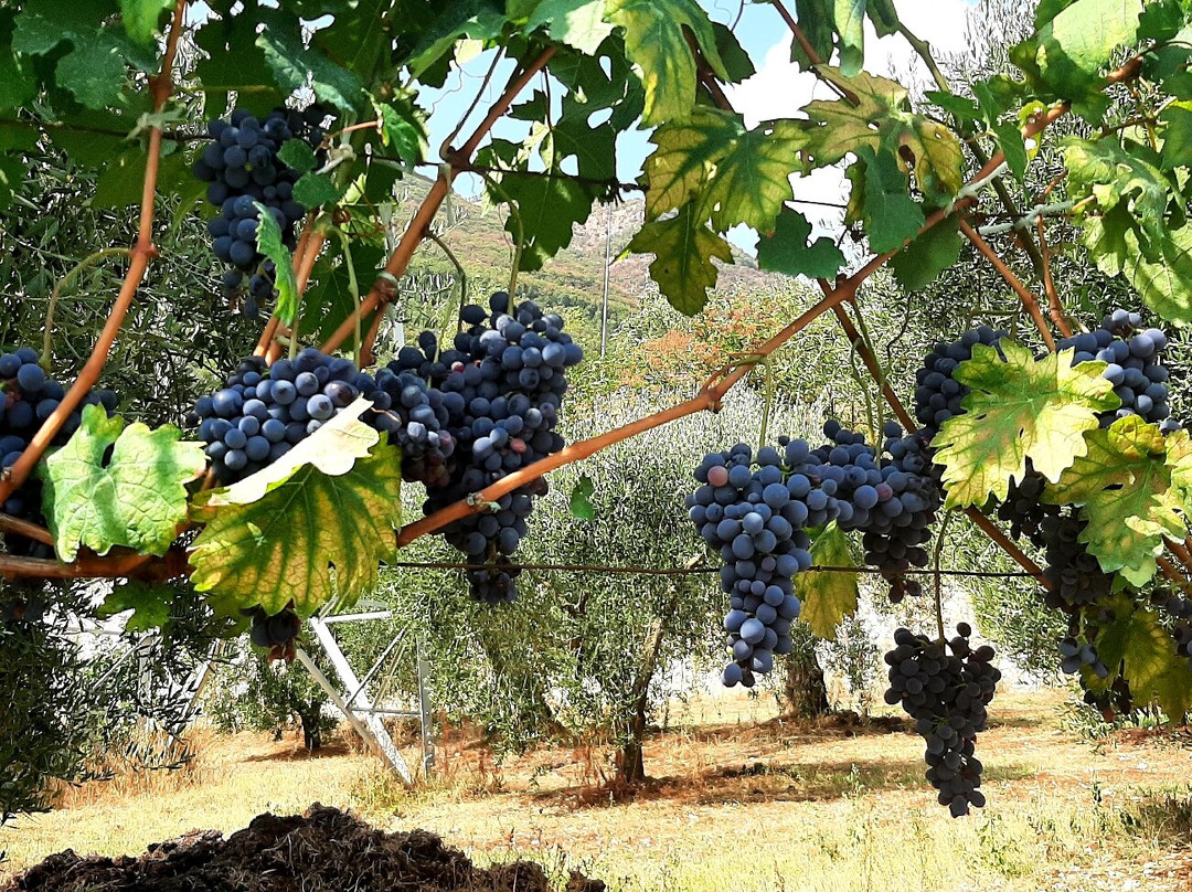 Rovine del Monastero Sant'Onofrio-Petina必去景点