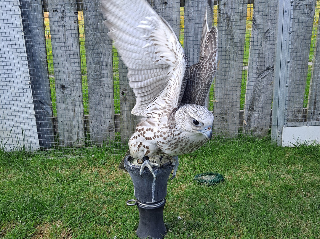 Huntly Falconry-Huntly必去景点