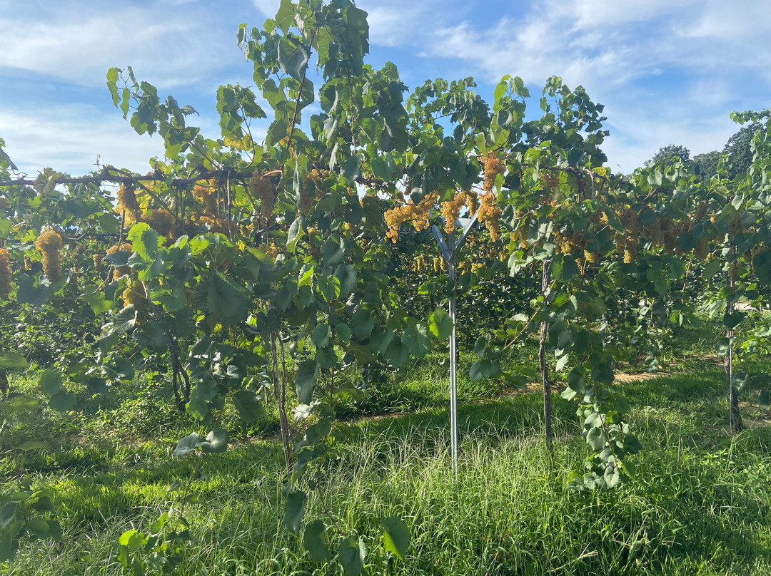 Marked Tree Vineyard景点图片