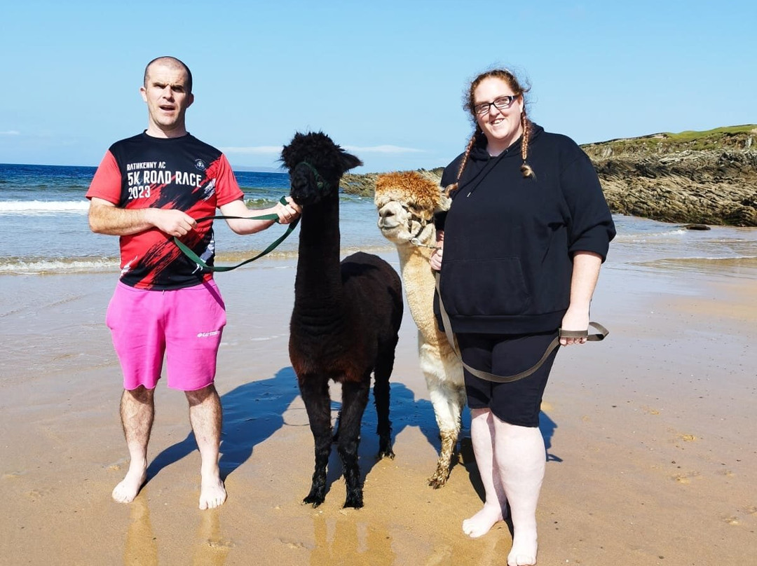 Achill Island Alpacas景点图片