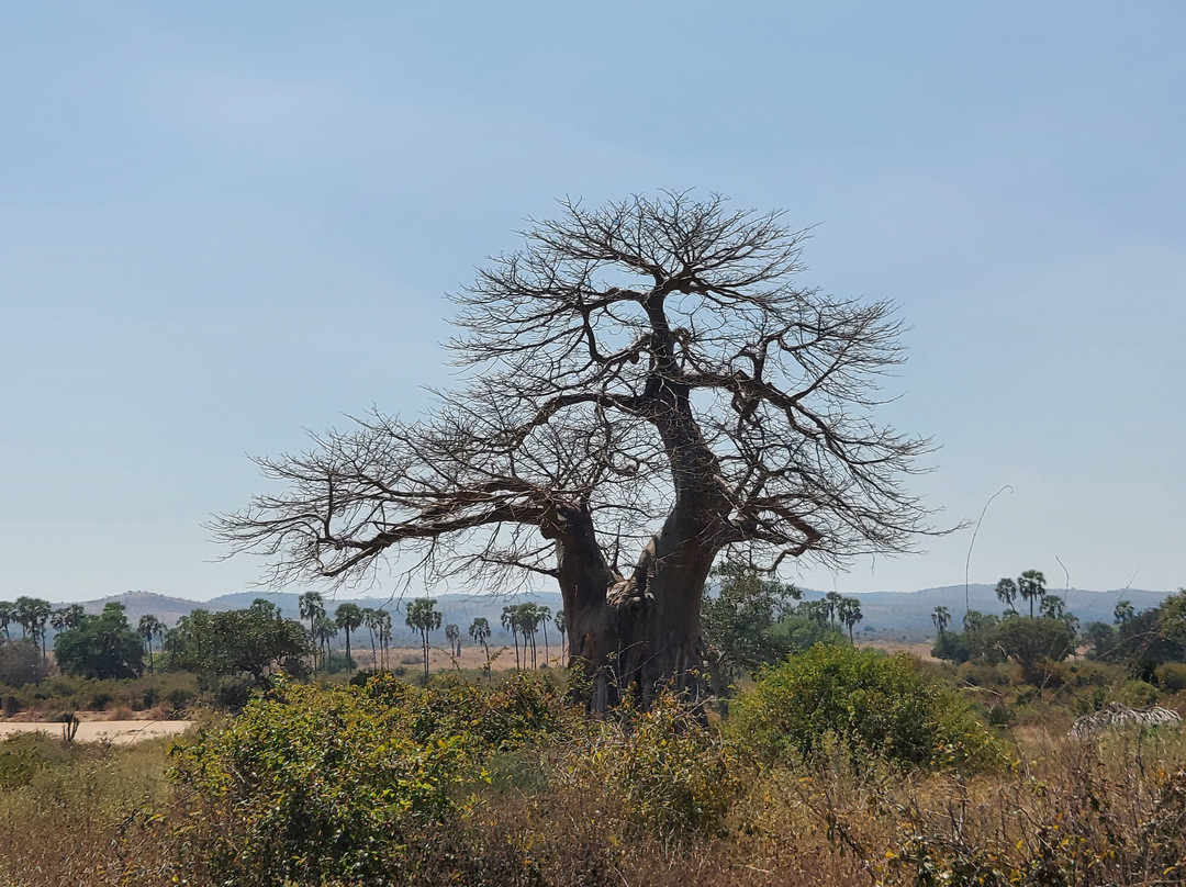 African Ratel Safari