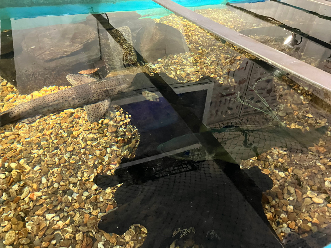 Mevagissey Aquarium-梅瓦吉西必去景点