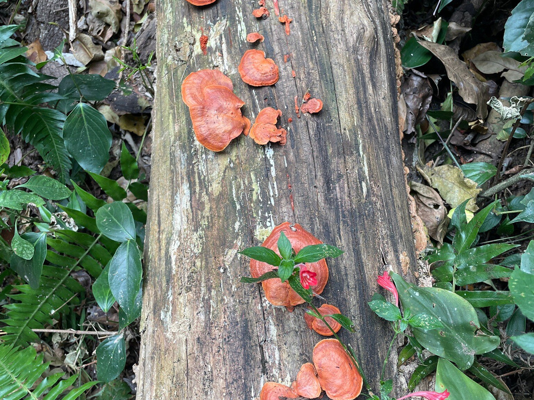 Refugio Los Volcanes主图
