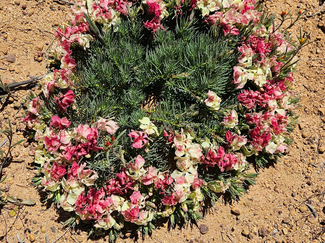 The Old Convent Guest House Dalwallinu主图