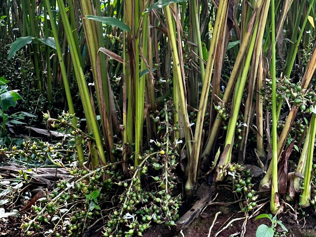 Periyar Spice & Ayurvedic Garden景点图片