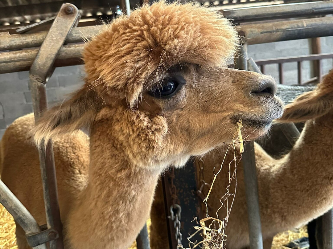 Alpacafarm Riethoven景点图片