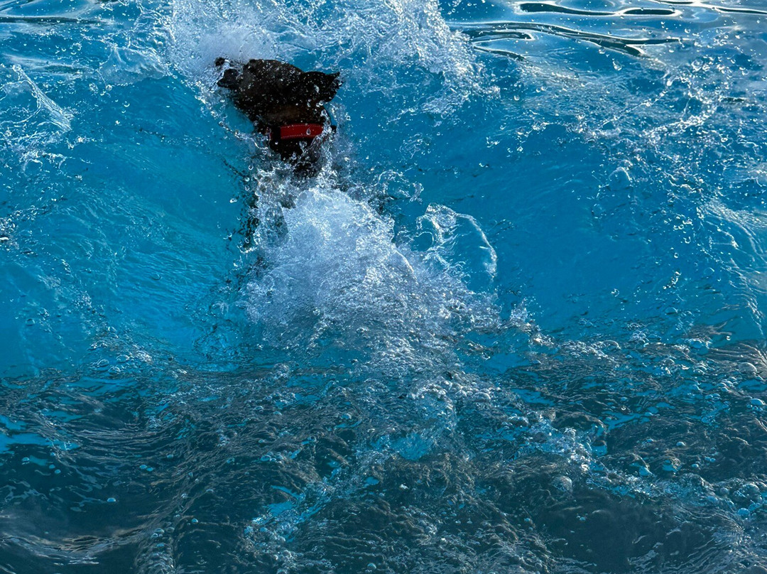 Saltdean Lido-布莱顿必去景点