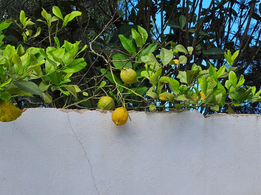 Ibiza Botánico Biotecnológico景点图片