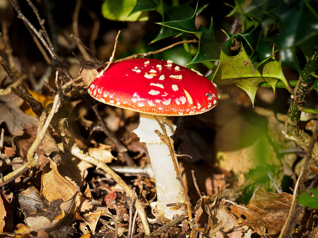 Thorncombe Woods Local Nature Reserve景点图片