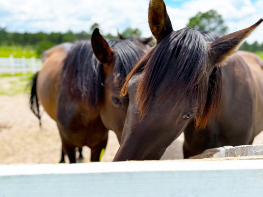Rancho La Luna Resort-Llano Grande必去景点