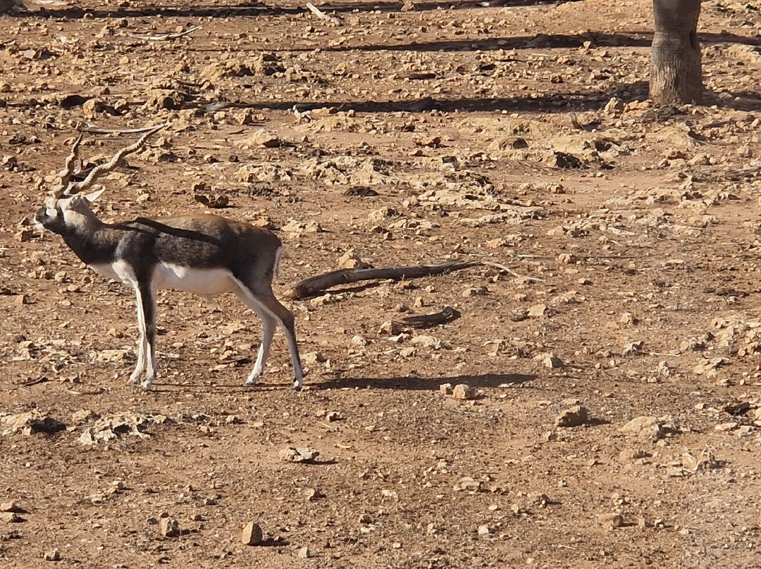 Safari Zoo Mallorca景点图片