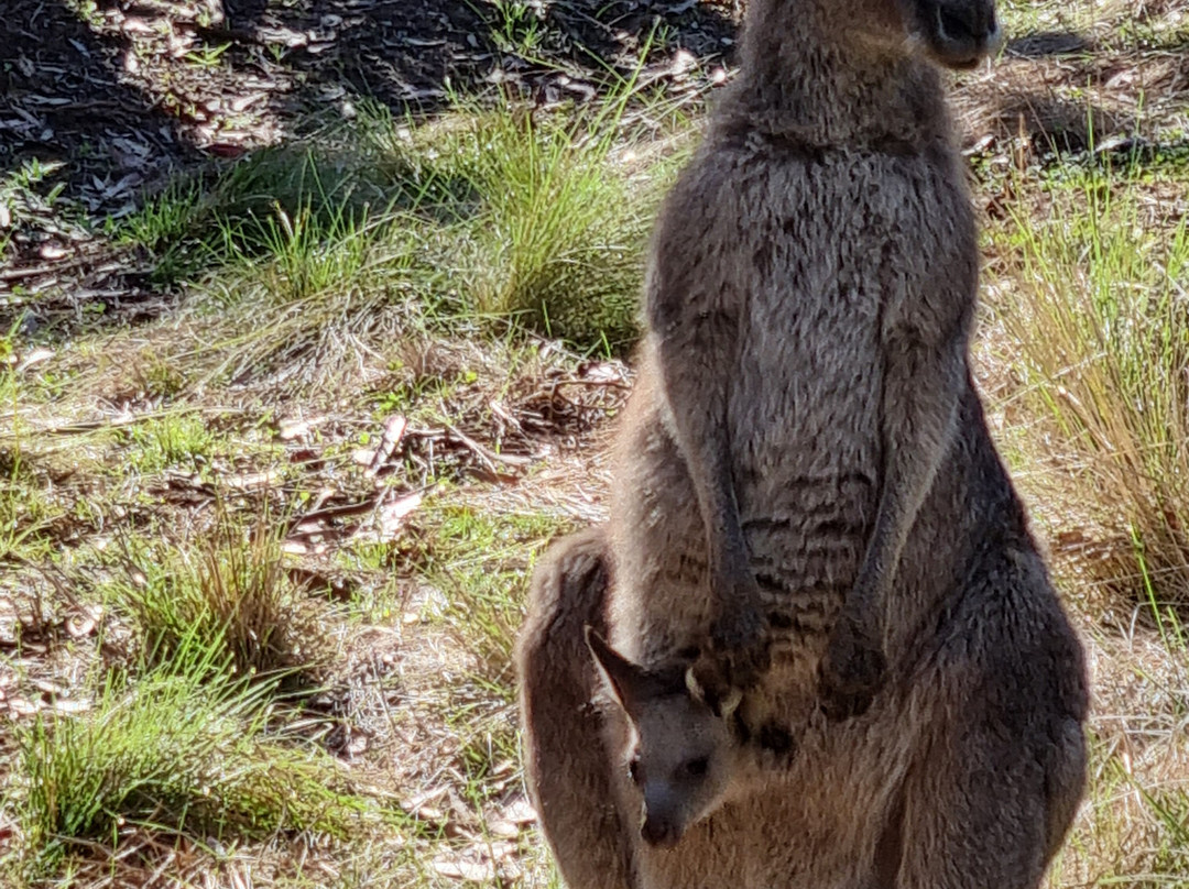 Coolah Tops National Park-Coolah必去景点