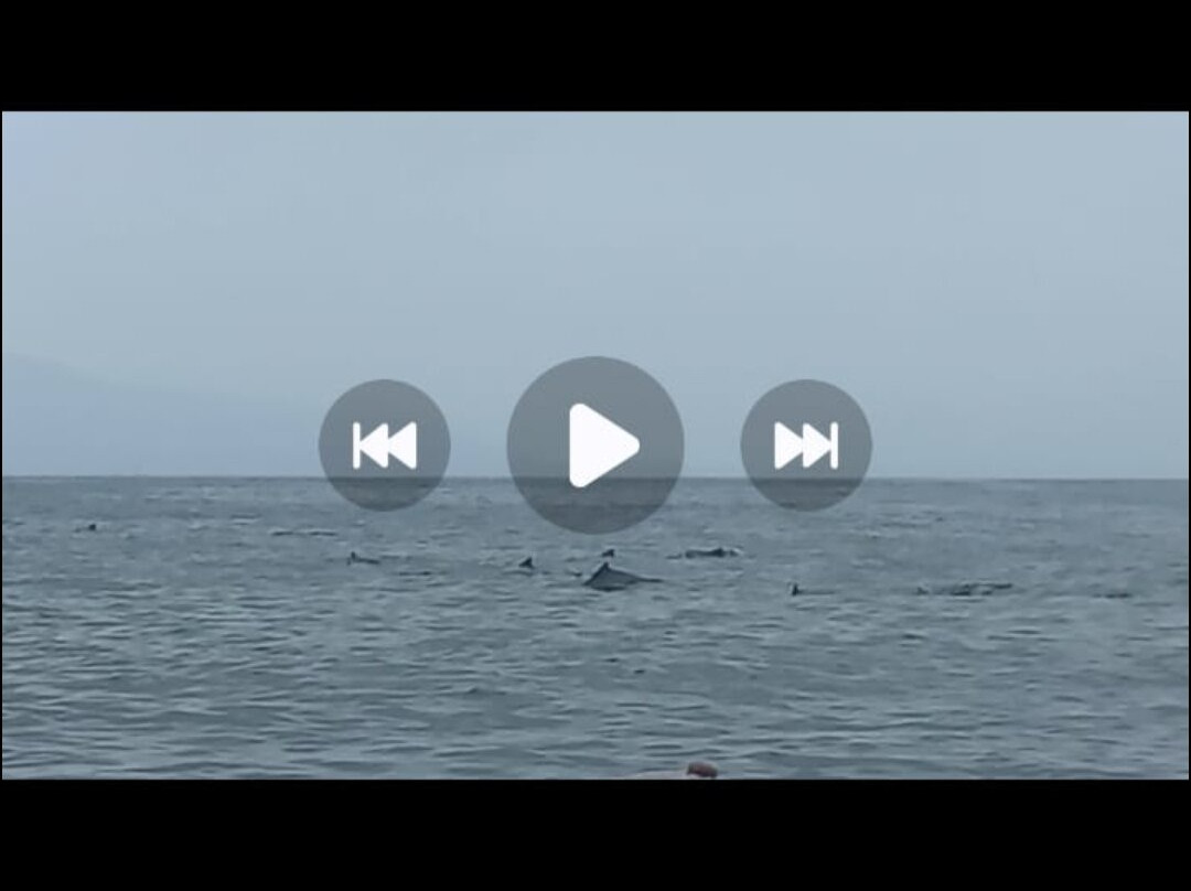 Instituto Boto Cinza-曼加拉蒂巴必去景点