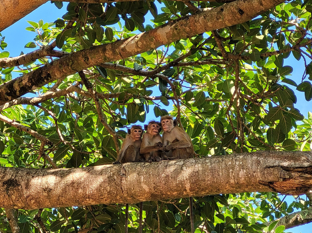 ECO TAXI Ella-埃勒必去景点