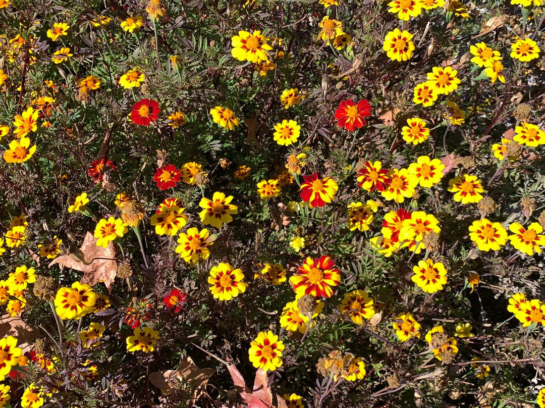 State Arboretum of Virginia景点图片