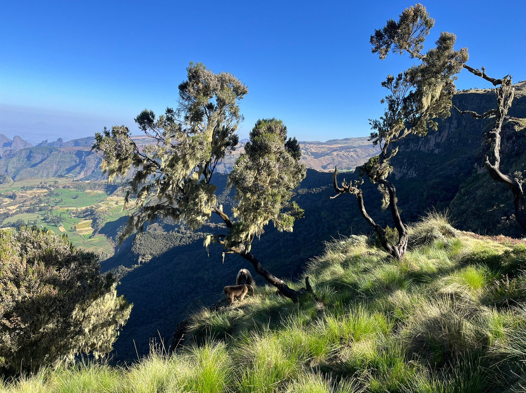 Simien Tops Eco-Trek景点图片
