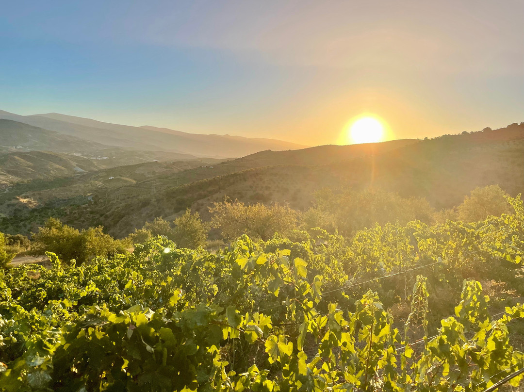 Bodega Cortijo El Medico Lobras景点图片