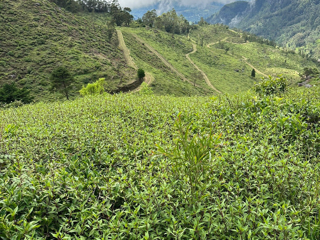 Sri Lanka Trekking Club-班达拉维拉必去景点