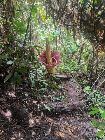 Adventure Orangutan Wildlife