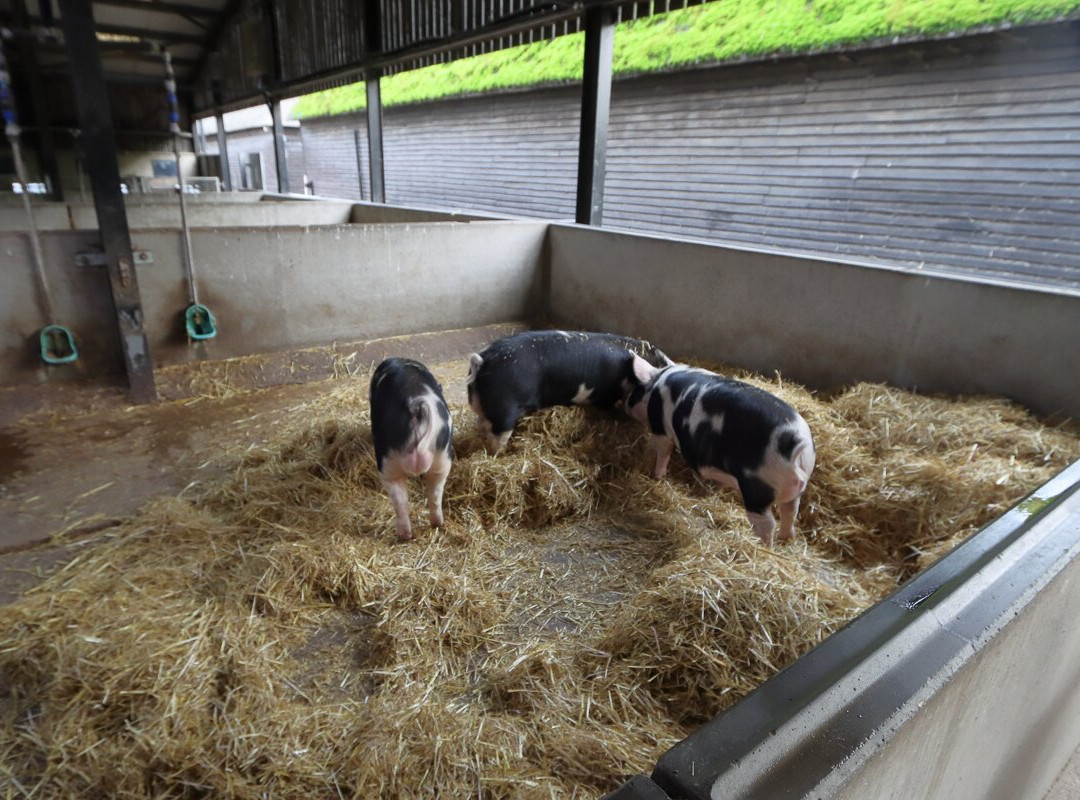 Wimpole Home Farm景点图片