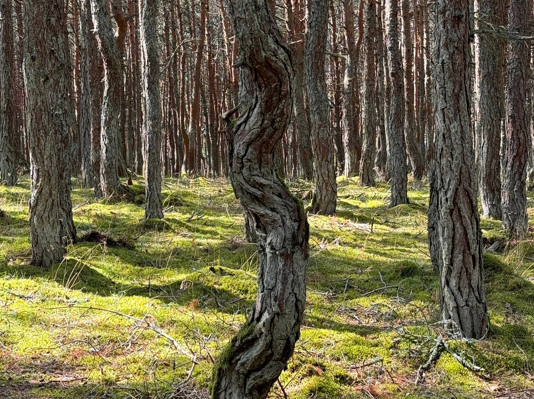 Dancing Forest景点图片
