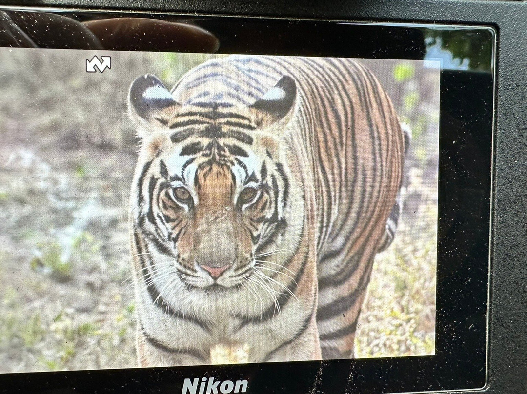 Kanha Tiger Reserve景点图片