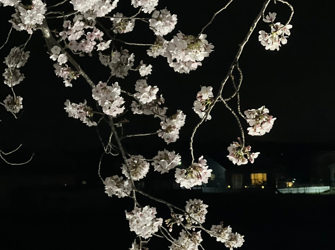 Ono Cherry Blossom Corridor-小野市必去景点