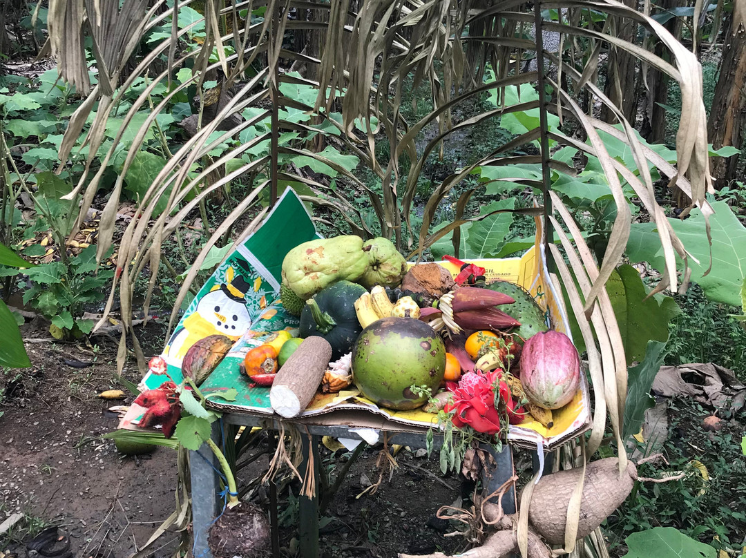 Banana Plantation Tour And Gift Shop景点图片