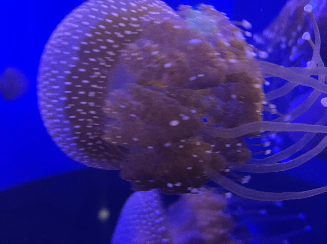 AQWA The Aquarium Of Western Australia-拉瑞斯必去景点