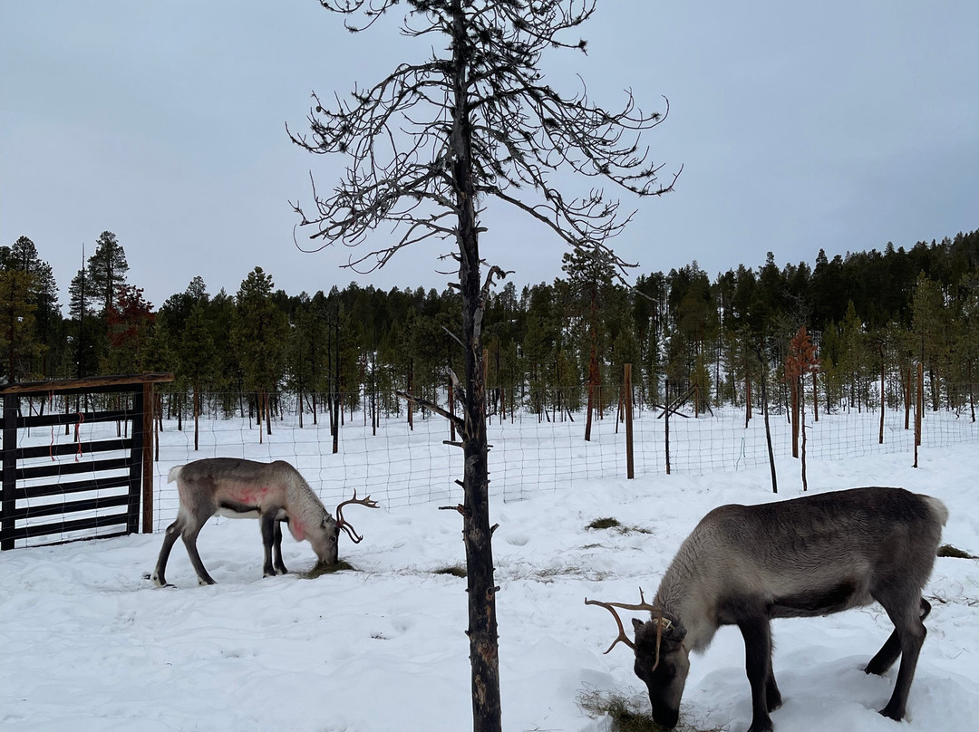 Reindeer Farm Renniina Inari-伊纳里必去景点