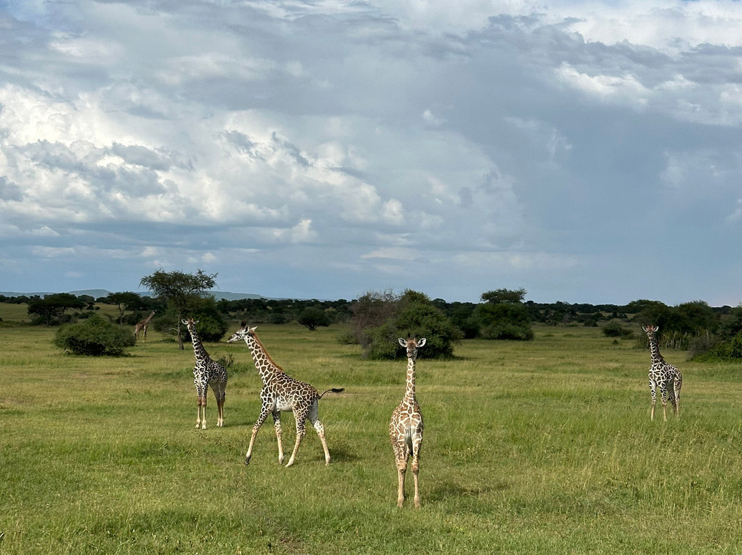 Masumin car hire & safaris-姆万扎必去景点