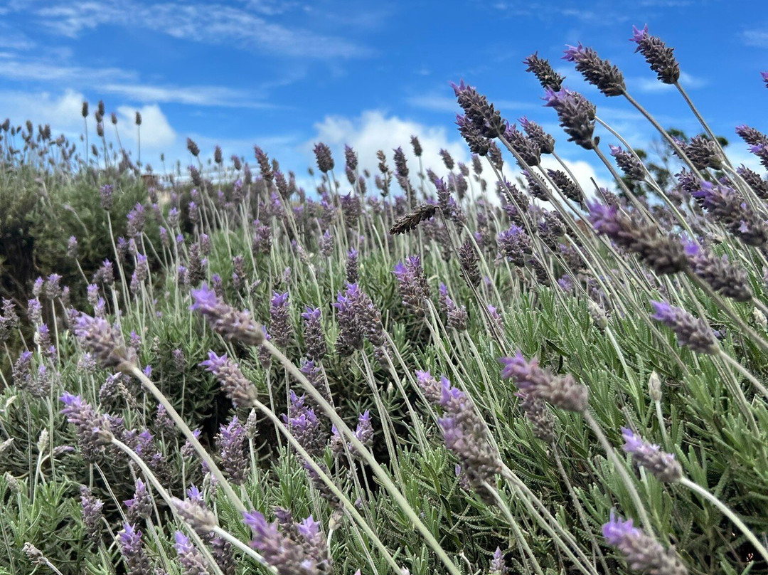 Itapeva Peak-Pindamonhangaba必去景点