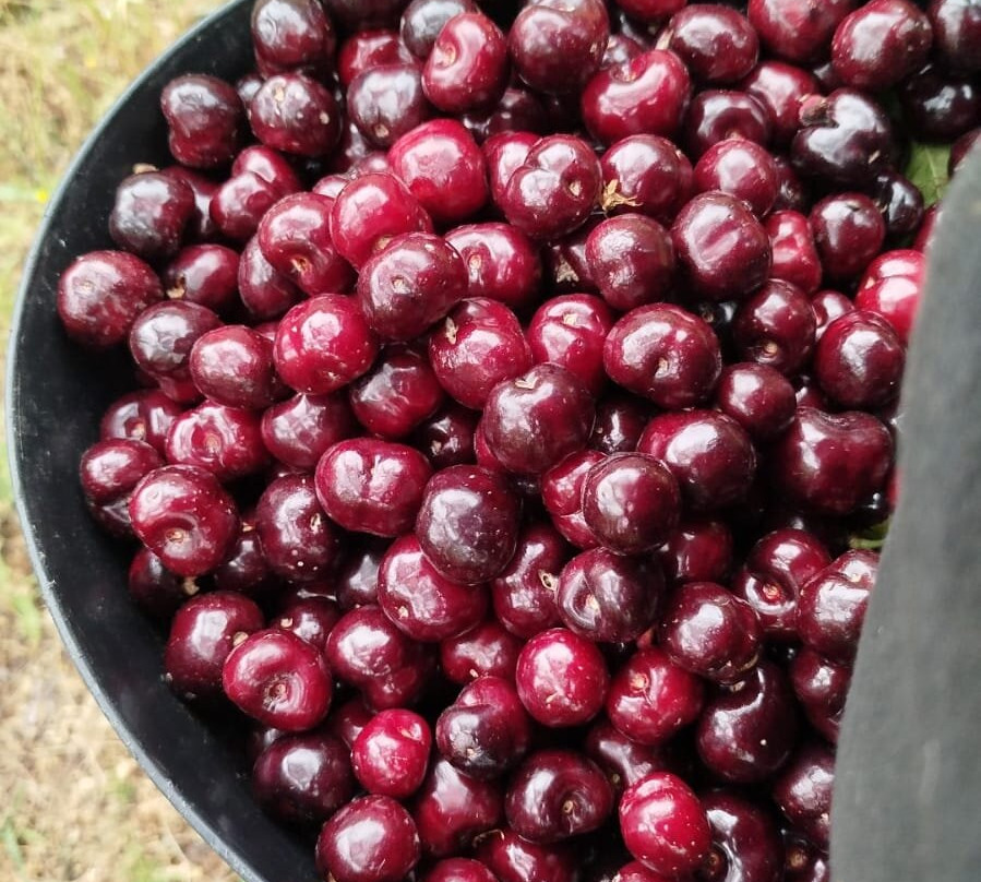 Cerezas Morales景点图片
