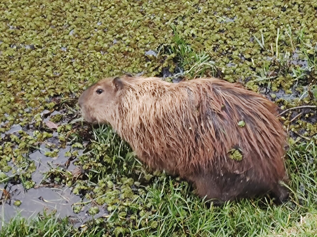Parque Tingui-库里提巴必去景点