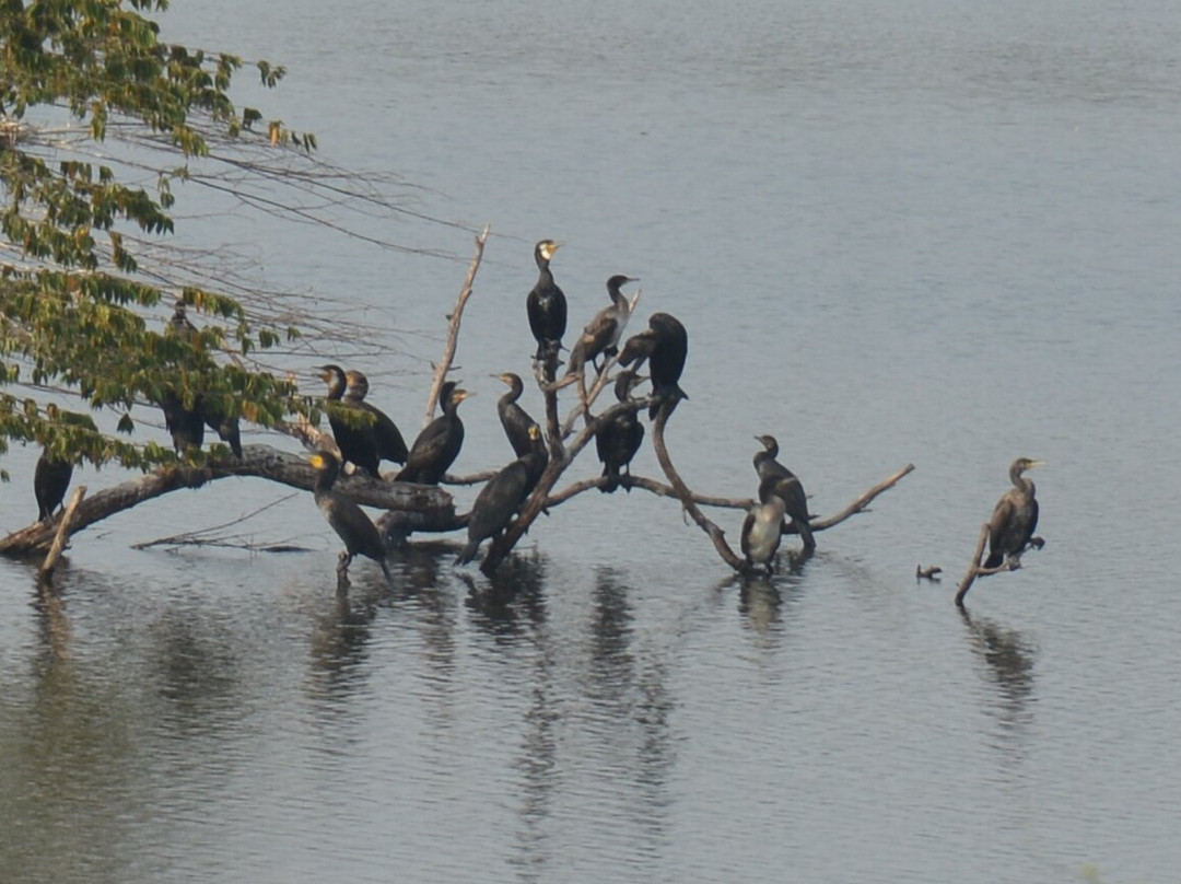 Vellode Bird Sanctuary景点图片